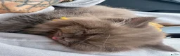 British Shorthair cats for sale: British short hairs  - Advert 5