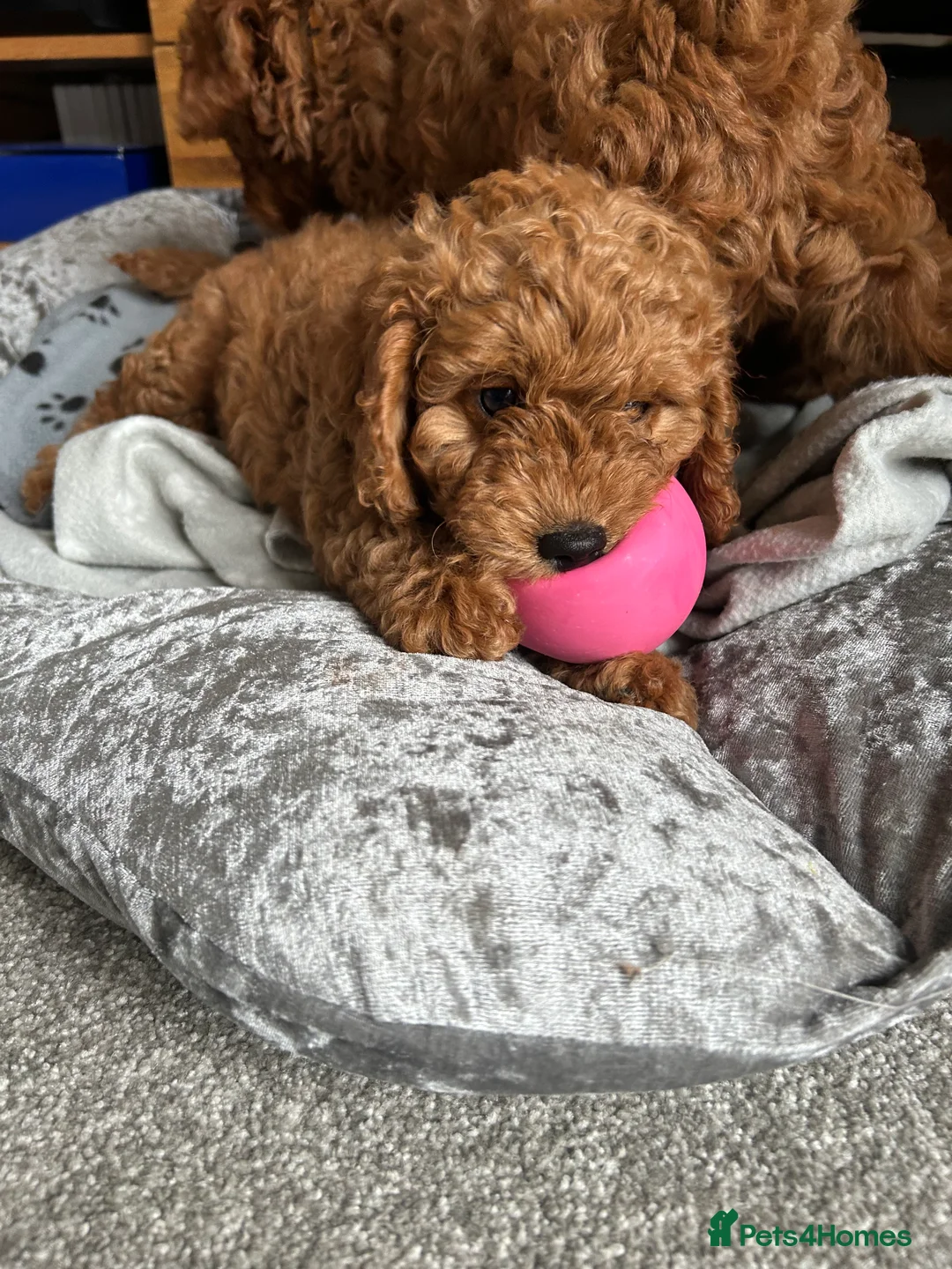 Cockapoo dogs for sale: 🐾 1 BOY AVAILABLE - READY FOR HIS FOREVER FAMILY  - Advert 2