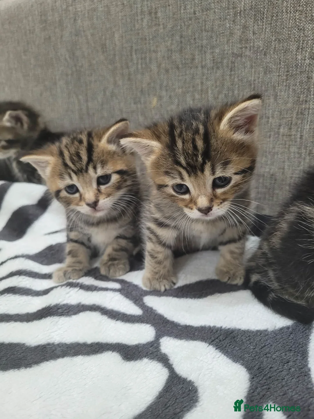 Mixed Breed cats for sale: Adorable Tabby Kittens Looking for Forever Homes - Advert 4