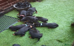 Dobermann dogs for sale: Rottweiler/Doberman  - Image 10