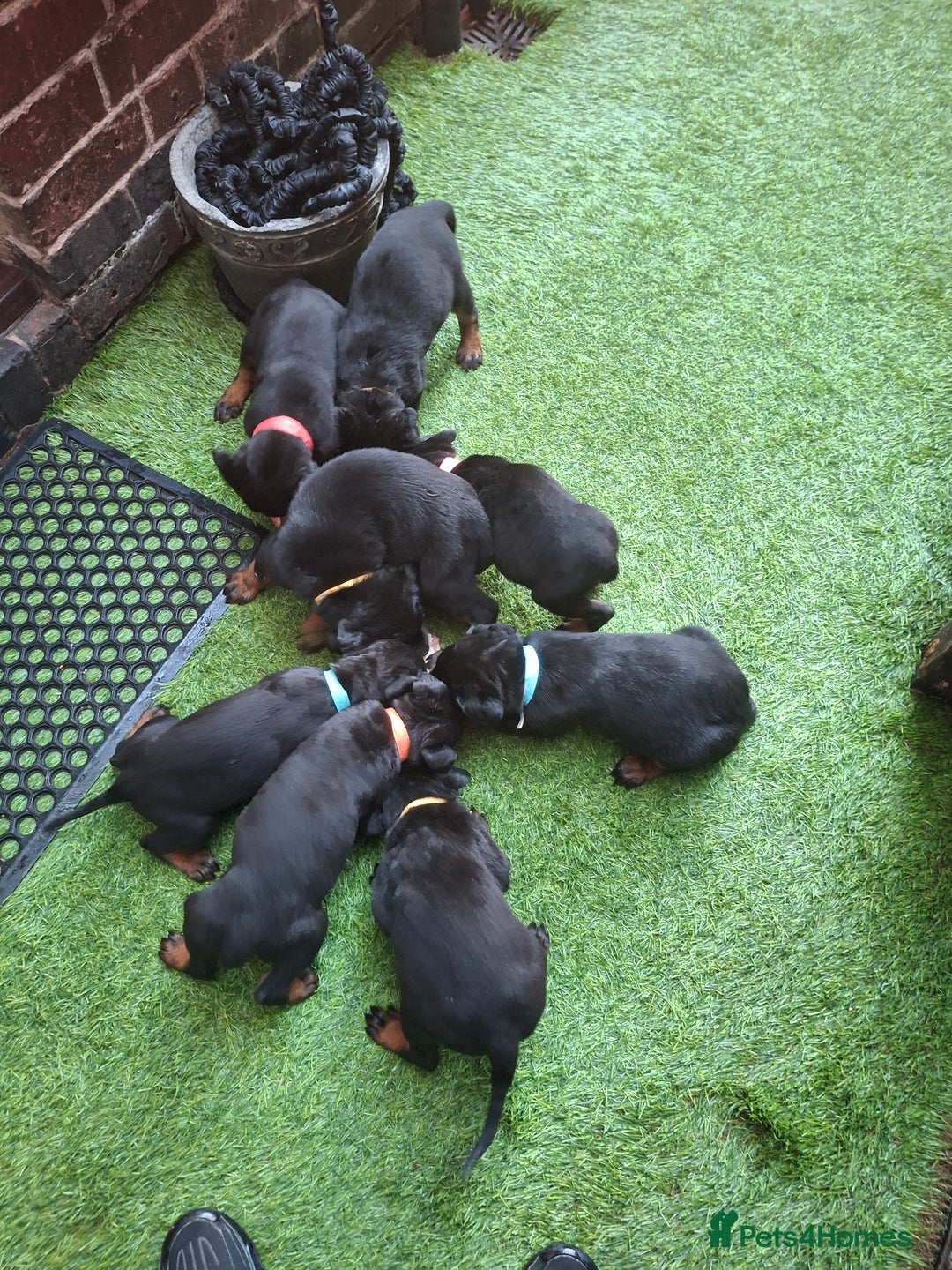 Dobermann dogs for sale: Rottweiler/Doberman  - Image 10