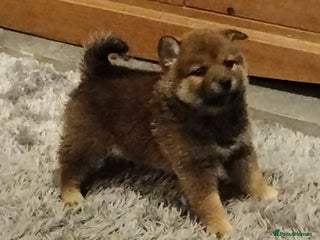 Japanese Shiba Inu dogs Well bred Japanese shiba inu puppies - Advert 12