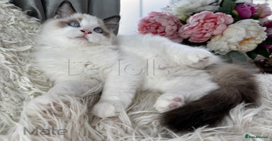 Ragdoll cats - Advert 13