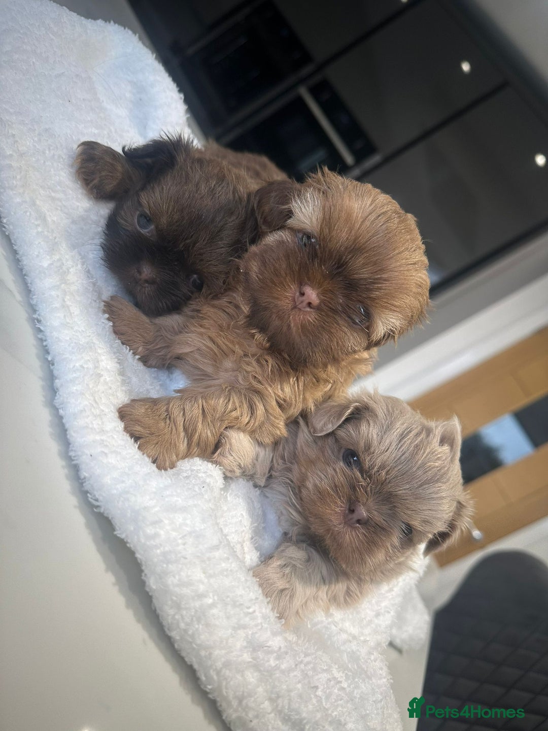 Shih Tzu dogs for sale: 🐶Imperial ShihTzu Puppies–Exceptional Bloodline🐶 - Image 6