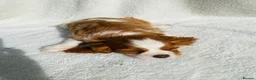Cavalier King Charles Spaniel dogs for sale: Cavalier King Charles  - Advert 19