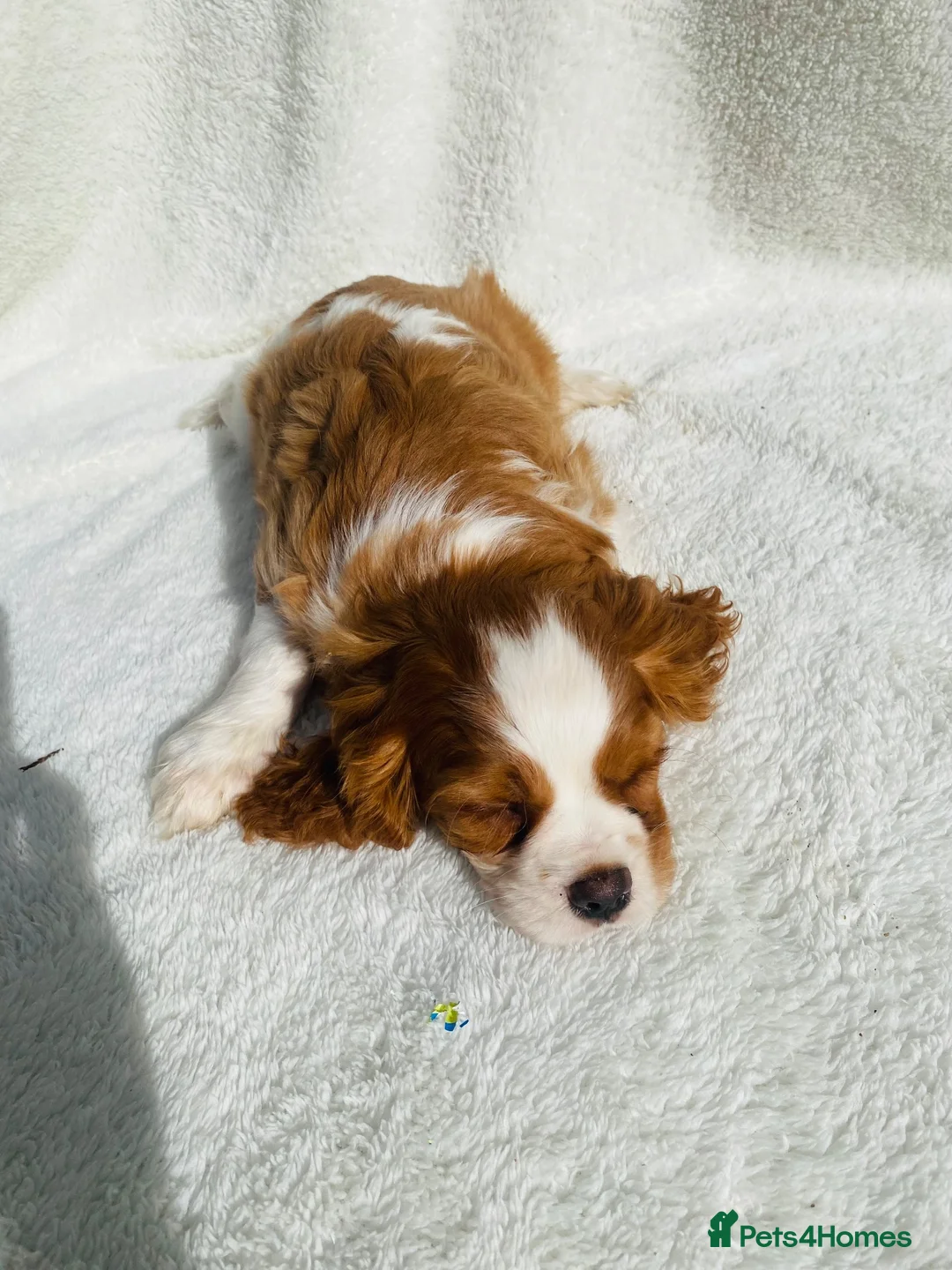 Cavalier King Charles Spaniel dogs for sale: Cavalier King Charles  - Advert 19