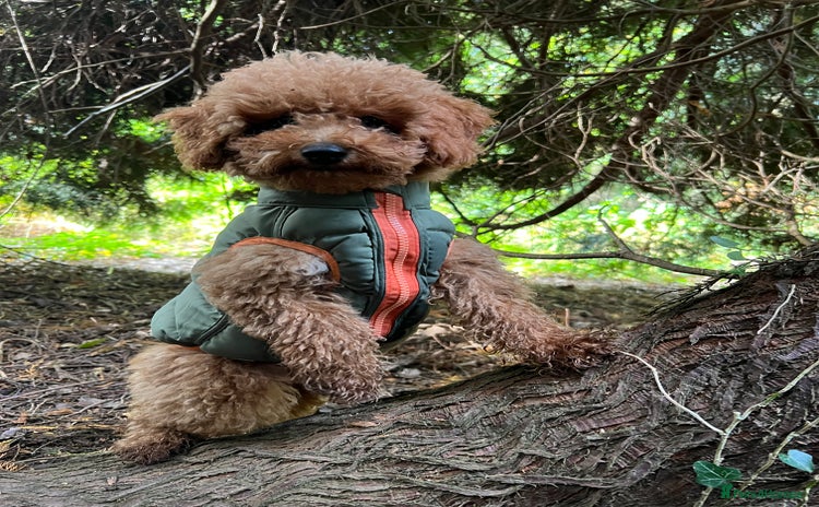 Toy Poodle dogs - Advert 5