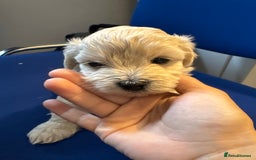 Maltese dogs for sale: Maltese puppies  - Image 13
