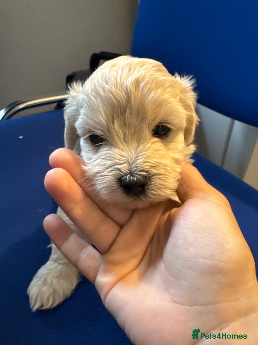 Maltese dogs for sale: Maltese puppies  - Image 13