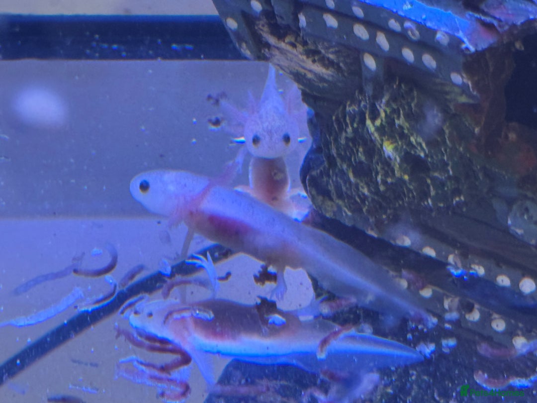 Axolotl reptiles for sale: Axolotl - Image 21