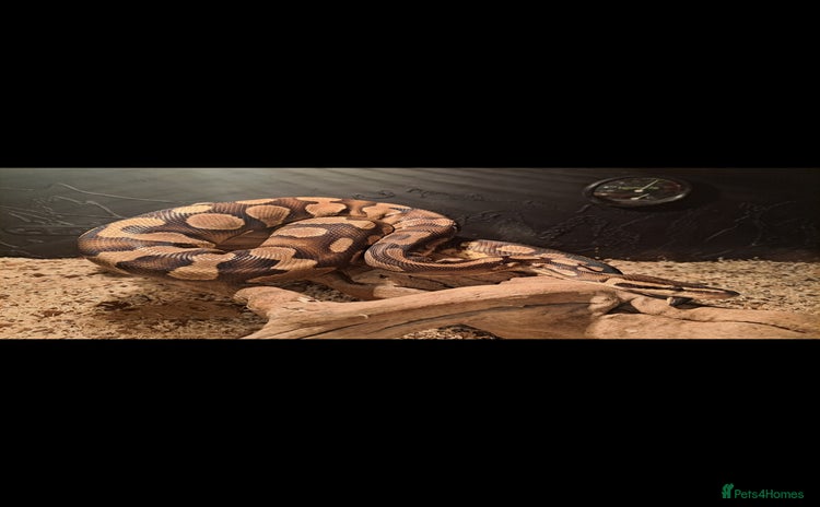 Python Snake reptiles - Advert 1