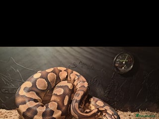 Python Snake reptiles - Advert 9