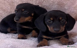 Dachshund dogs for sale: ❤️ Dachshund puppies ❤️ - Image 10