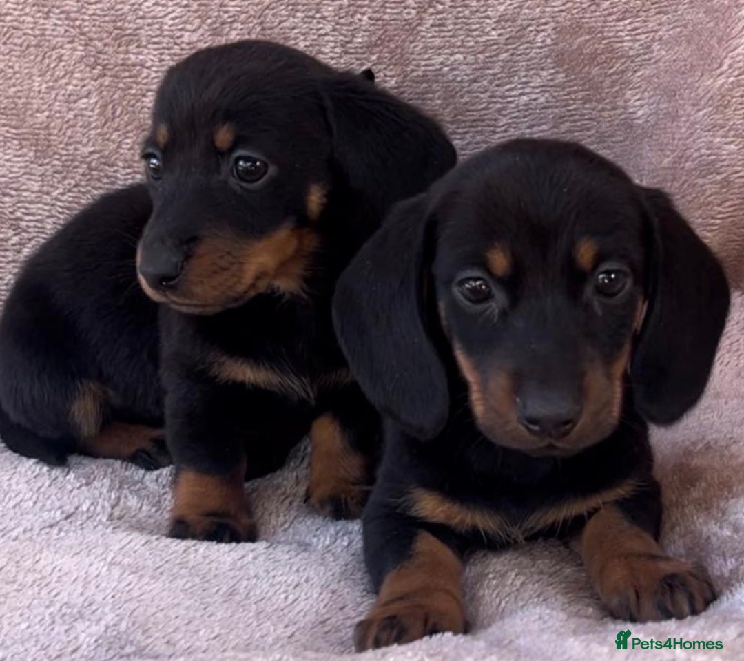 Dachshund dogs for sale: ❤️ Dachshund puppies ❤️ - Image 10