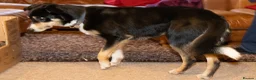 Welsh Collie dogs for sale: Beautiful Welsh Collie Sheepdog Puppies for Sale - Advert 7