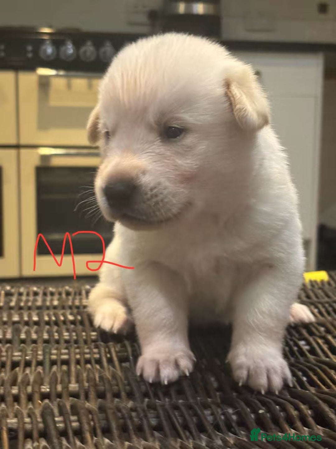 Mixed Breed dogs for sale: puppies for sale - Advert 10