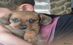 Miniature Dachshund dogs for sale: Adorable Minature Daschunds  - Image 11