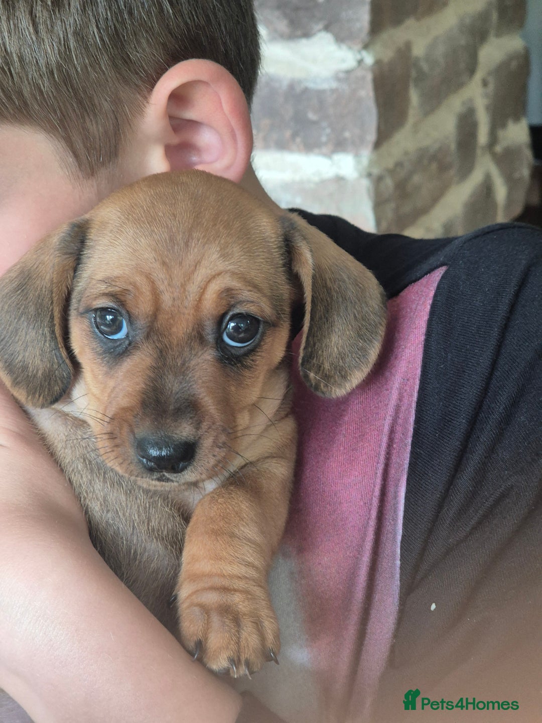 Miniature Dachshund dogs for sale: Adorable Minature Daschunds  - Image 11
