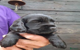 Cocker Spaniel dogs for sale: show cocker spaniel puppies ready 9th september - Image 1