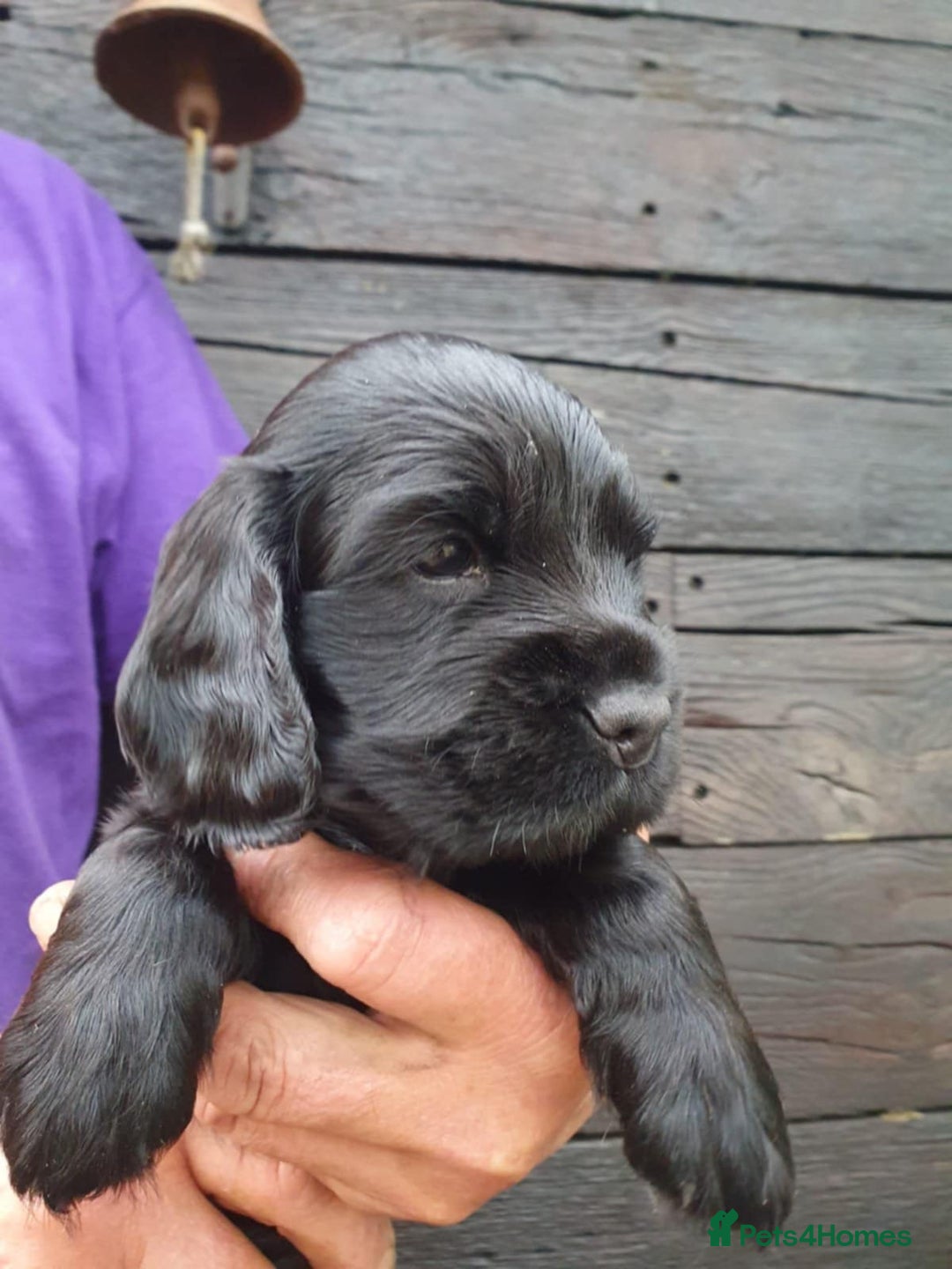 Cocker Spaniel dogs for sale: show cocker spaniel puppies ready 9th september - Image 1