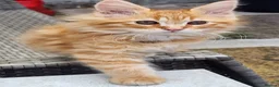 Maine Coon cats for sale: Maine Coons Ready Now!! 4 male 1 female  - Advert 17