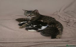 Mixed Breed cats for sale:  kittens avaliable now - Image 6