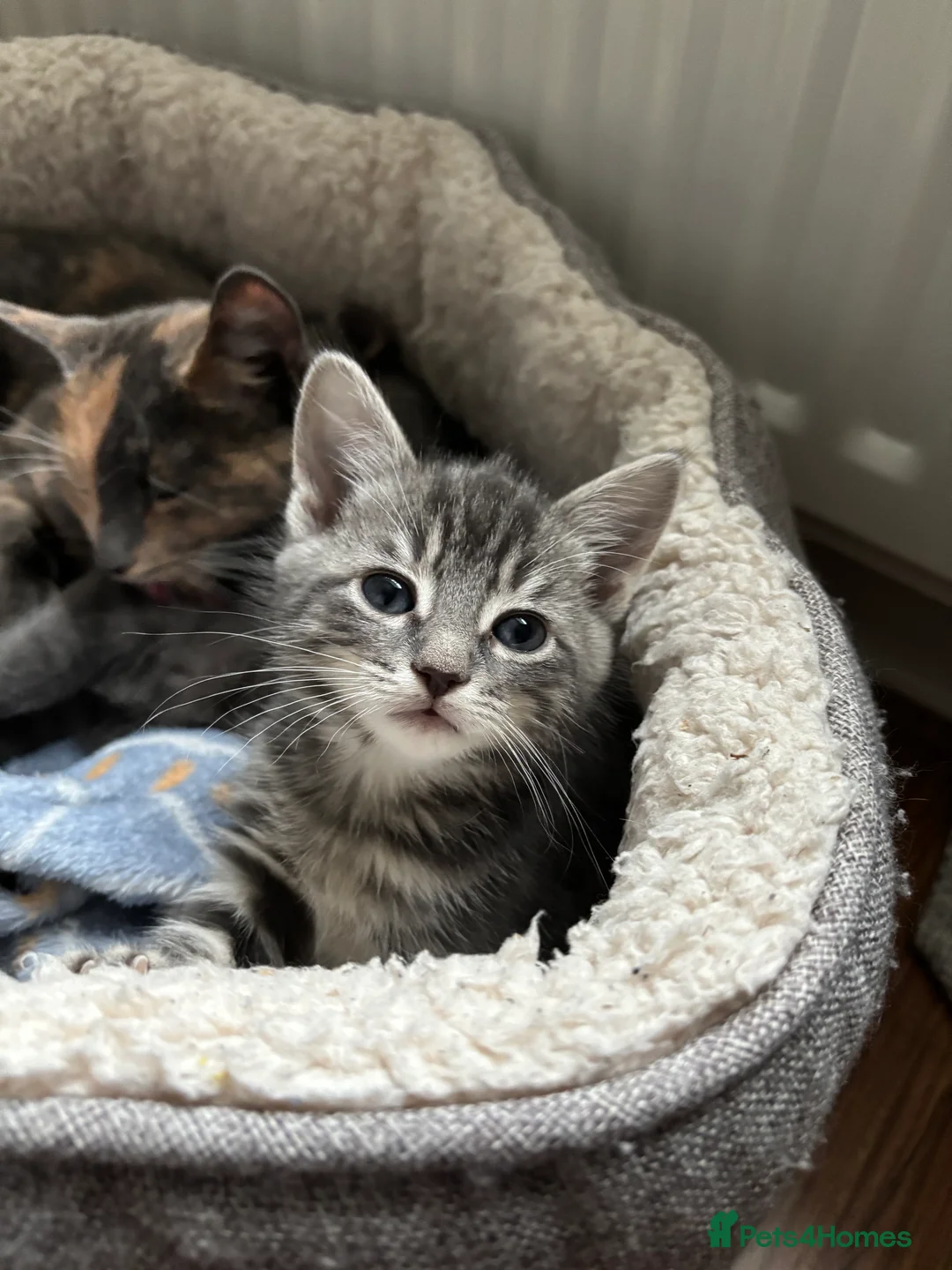 Domestic Shorthair cats for sale: Beautiful grey kittens available from 15 February  - Advert 10
