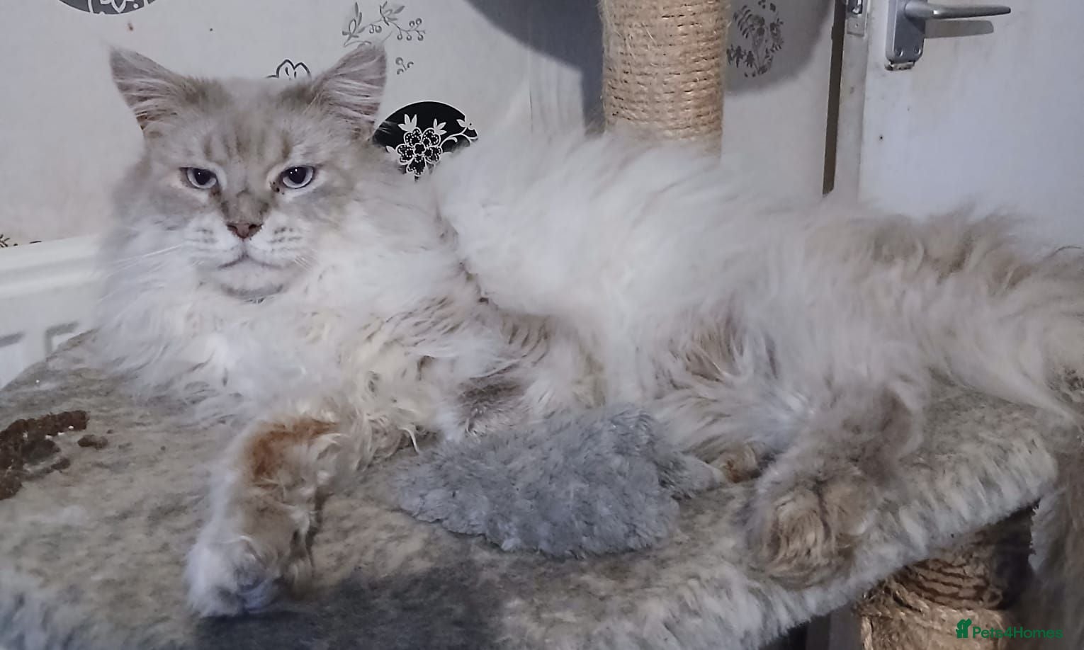 Maine Coon cats Big Beautiful Maine Coon Male Cat - Advert 1