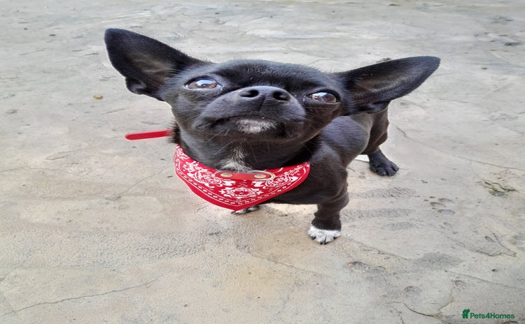 Chihuahua dogs in Stockbridge - Advert 12