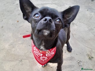 Chihuahua dogs in Stockbridge - Advert 10