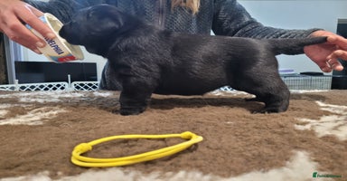 Labrador Retriever dogs 🐾Exceptional Black Labrador Retriever Puppies🐾 - Advert 4