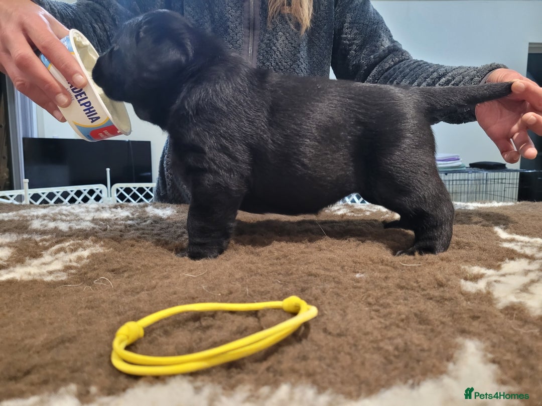 Labrador Retriever dogs for sale: 🐾Exceptional Black Labrador Retriever Puppies🐾 - Advert 2