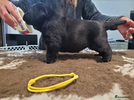 Labrador Retriever dogs 🐾Exceptional Black Labrador Retriever Puppies🐾 - Advert 4