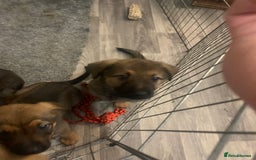 Mixed Breed dogs for sale: Mixed big family dogs  - Image 4