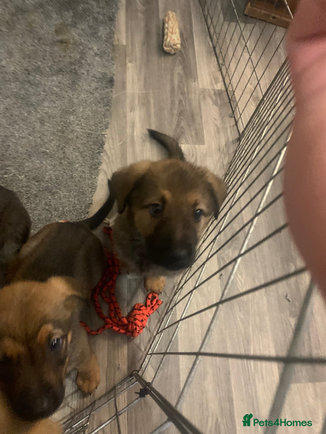 Mixed Breed dogs for sale: Mixed big family dogs  - Image 4