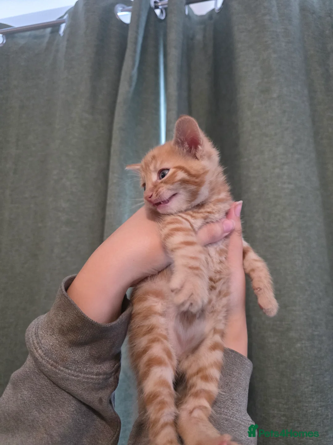 Mixed Breed cats for sale: 3 beautiful playful kittens for sale. - Advert 22