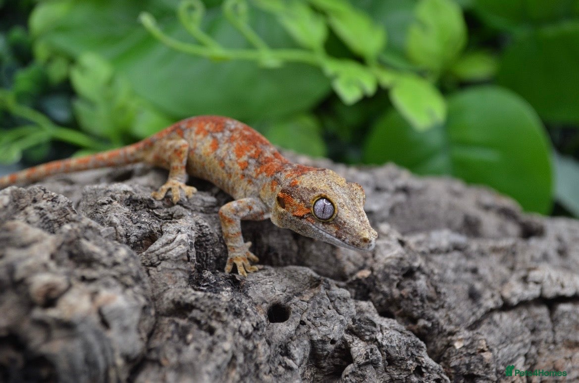 Gecko reptiles Red super blocthed - Advert 2