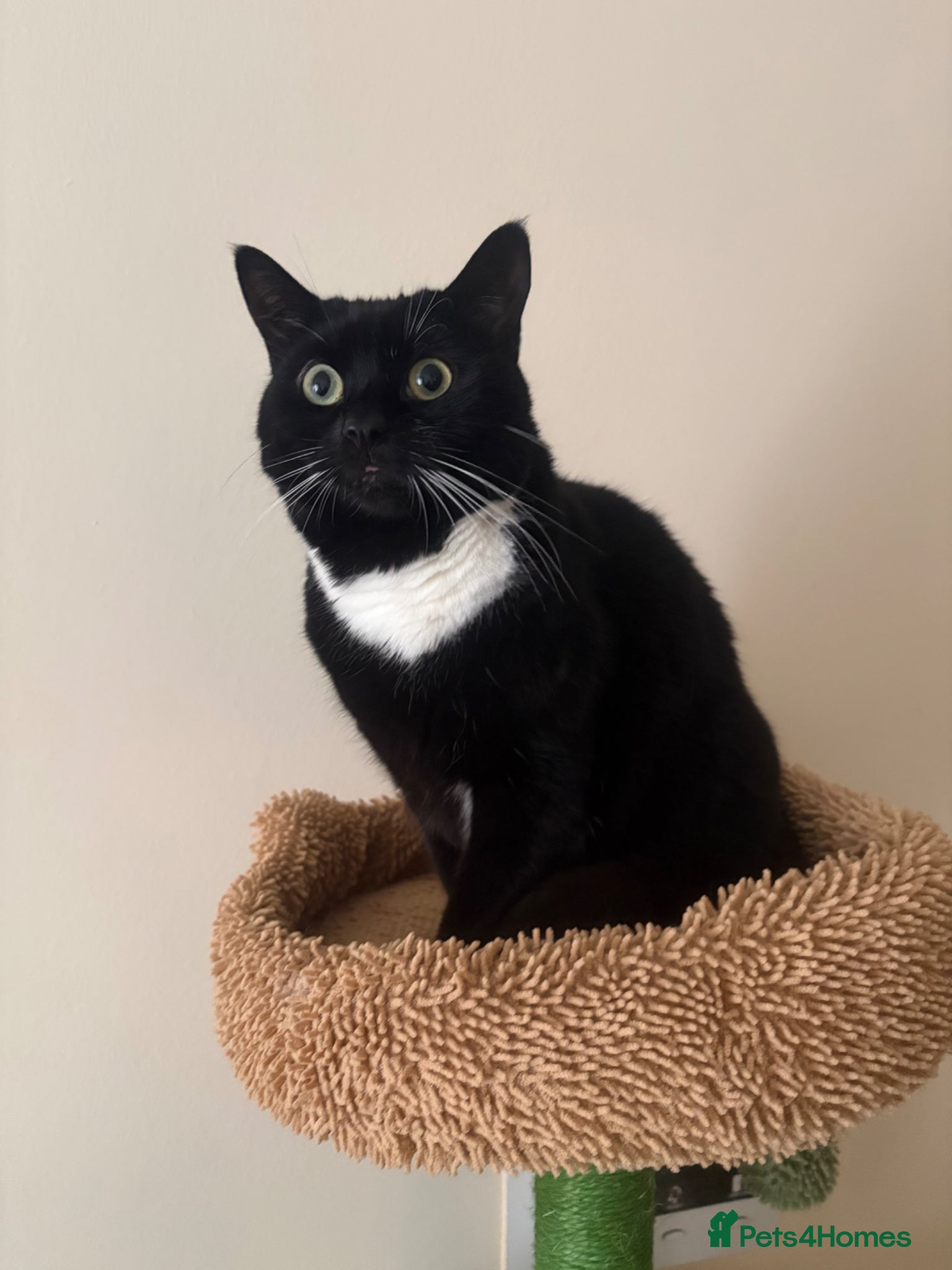 British Shorthair cats Male cat - Advert 7