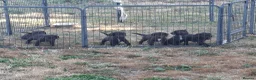 Sprocker dogs for sale: Beautiful Sprocker Spaniel Puppies - Advert 8