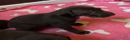 German Shorthaired Pointer dogs for sale: GSP puppies available to reserve - Advert 15