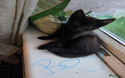 Mixed Breed cats for sale: 3 kittens looking for loving home - Image 4