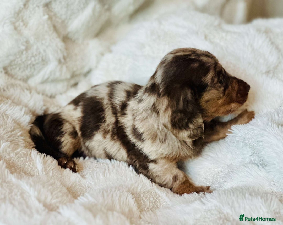 Miniature Dachshund dogs for sale: Long haired dachshund  - Image 12
