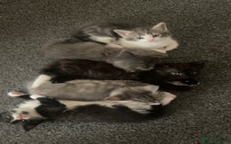 Mixed Breed cats for sale: Mixed grey kittens  - Image 21