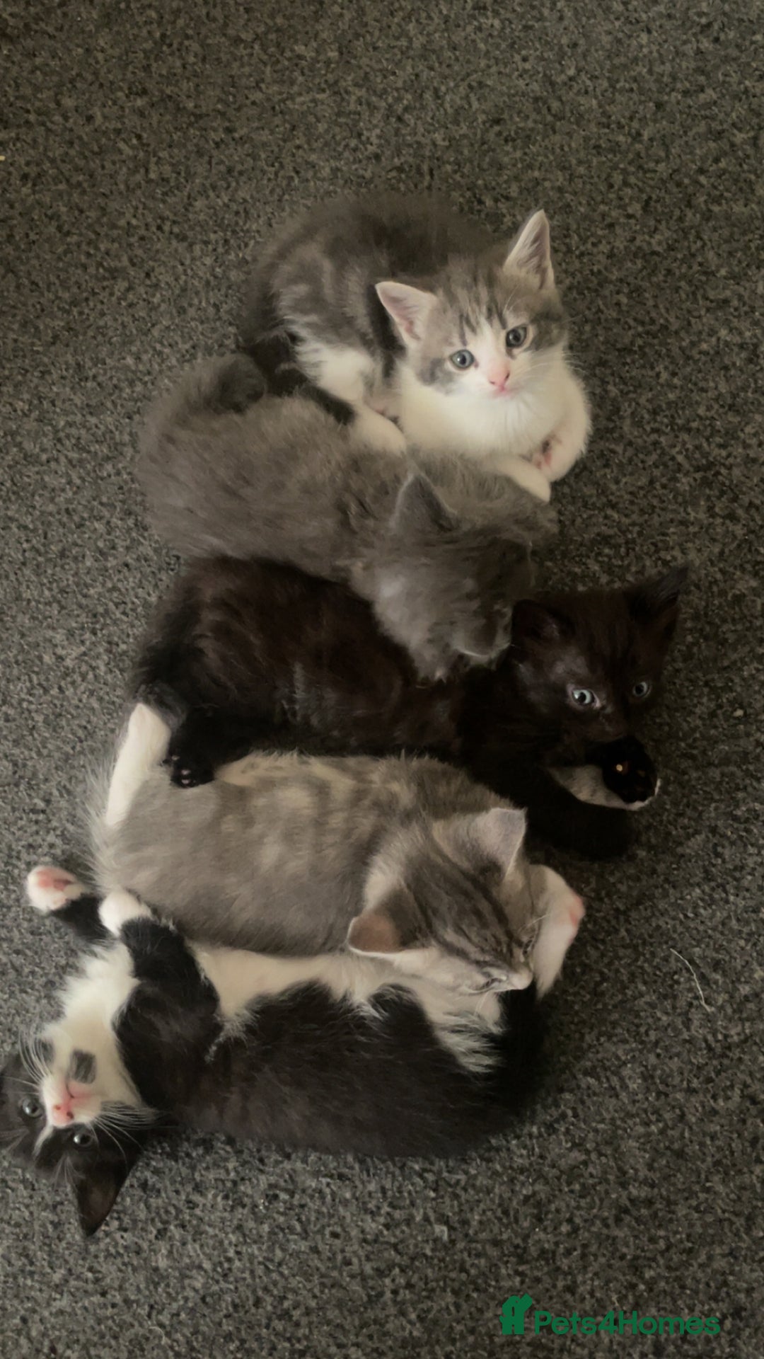 Mixed Breed cats for sale: Mixed grey kittens  - Image 21