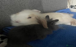 Mini Lion Lop rabbits for sale: Two gorgeous rabbits ready for forever homes.  - Image 4
