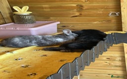 Mini Lop rabbits for sale: 2 rabbits for sale - Image 4