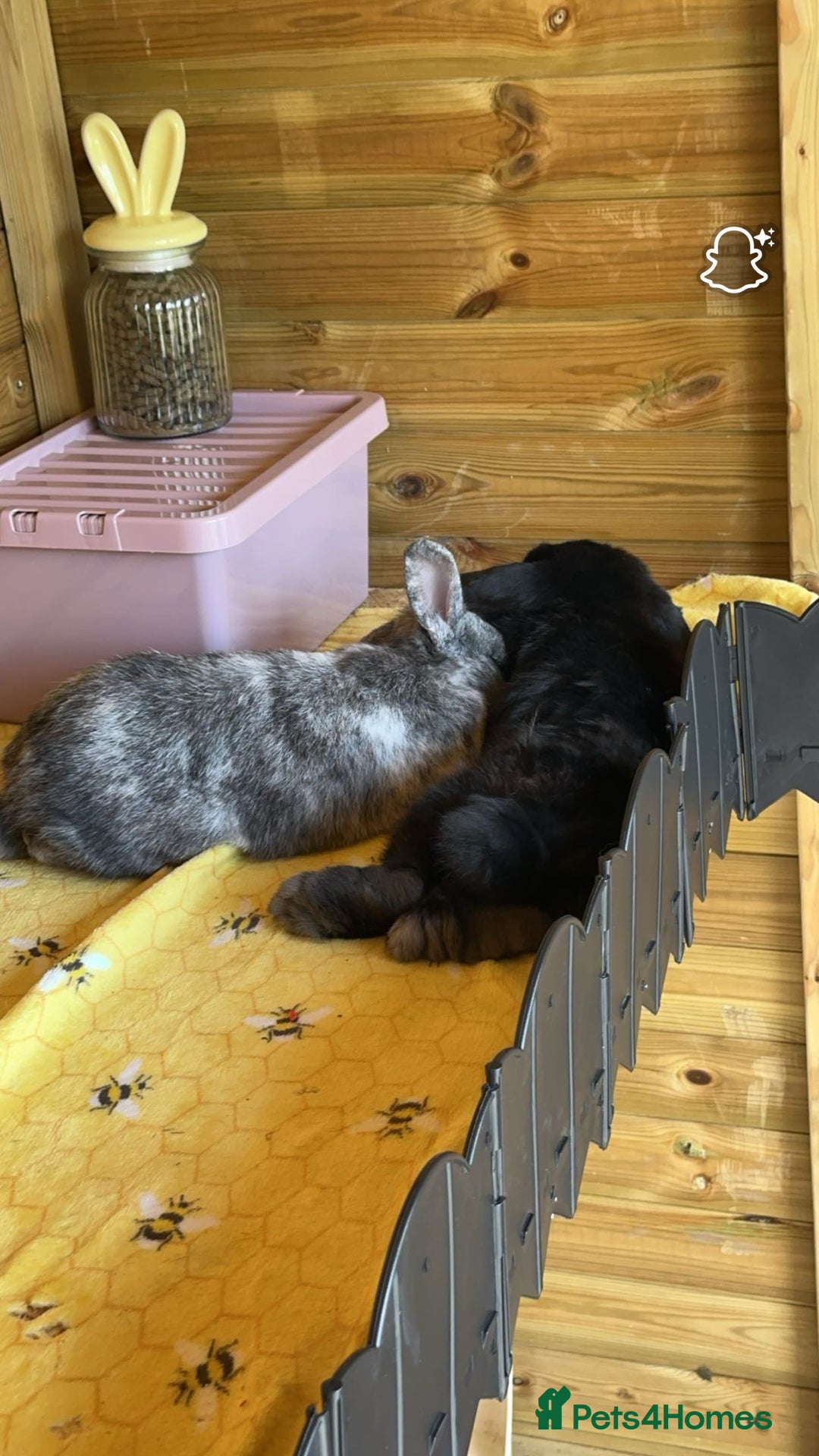 Mini Lop rabbits for sale: 2 rabbits for sale - Image 4