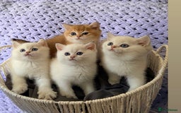 British Shorthair cats for sale: British Shorthair Kitten Golden Tipped Colourpoint - Advert 1