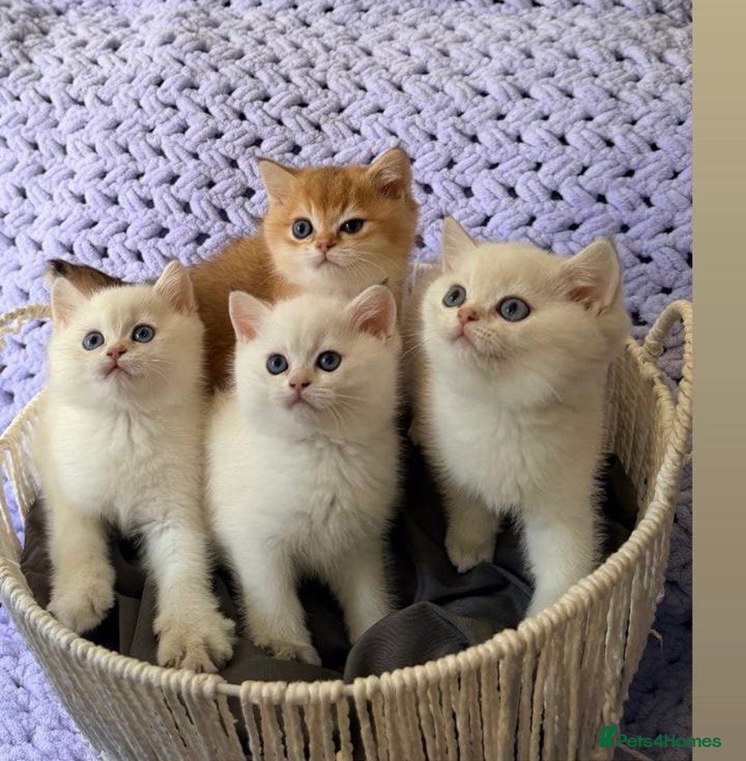 British Shorthair cats for sale: British Shorthair Kitten Golden Tipped Colourpoint - Advert 1