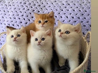 British Shorthair cats - Advert 31